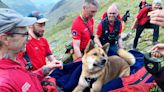 Exhausted Dog Rescued from Mountain After Reaching the Top and Refusing to Leave