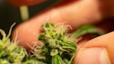 Marijuana Activists In Lockhart, Texas Collect Enough Signatures To Place Cannabis Decriminalization Measure On Ballot