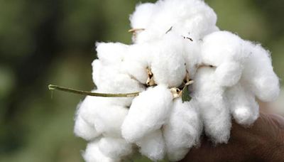 Climate change hit over 50% cotton farmers surveyed in Maharashtra, Gujarat in 5 years: International Institute for Environment and Development report