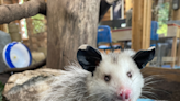 Eyeless opossum center of naming contest for Shelby Township nature center