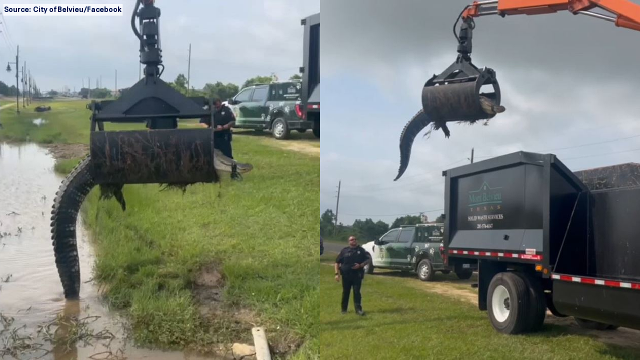 VIDEO: Texas officials move 12-foot alligator using grapple truck
