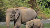 Indianapolis Zoo’s Newest Adorable Baby Elephant Enjoys His First Swim