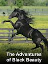 The Adventures of Black Beauty