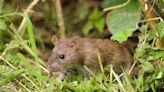 Rats sprint in the opposite direction of gardens when smelling one common item