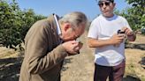 El conseller evalúa en la Ribera la lucha contra la mosca y el cotonet