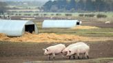 Highly antibiotic-resistant MRSA strain that arose in pigs ‘can jump to humans’