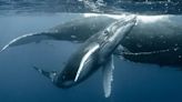 Un velero ceutí es atacado por un grupo de orcas por primera vez en varios años