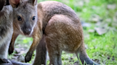 Pittsburgh Zoo & Aquarium welcomes bouncing baby wallaby to Kids Kingdom