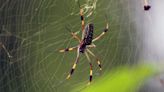 Are Banana Spiders Harmless? Depends on Which You See