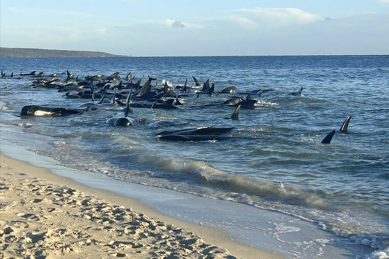 Officials say up to 160 pilot whales beached on western Australian coast | Honolulu Star-Advertiser