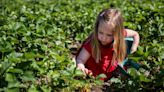 Strawberry fields: Where to pick strawberries in and around Salem