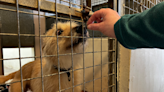 Dog rescue sector 'at breaking point' charity says
