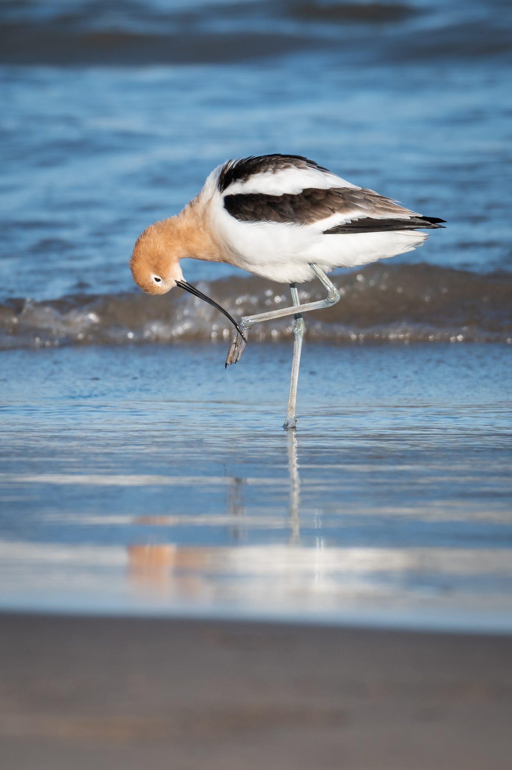 What to know about American avocet bird, spotted at Bradford Beach in Milwaukee