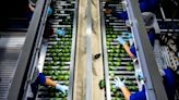 U.S.D.A. Suspends Avocado Inspections in Mexico, Citing Security Concerns