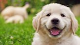 What Is a Responsible Dog Breeder? Experts Share 11 Signs You Need to Look For
