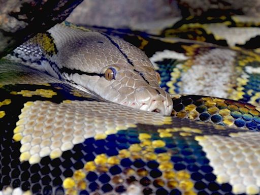 Woman eaten by 30-foot python, husband finds her legs sticking out of snake’s mouth