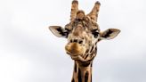 Giraffe poo seized after woman wanted to use it to make a necklace