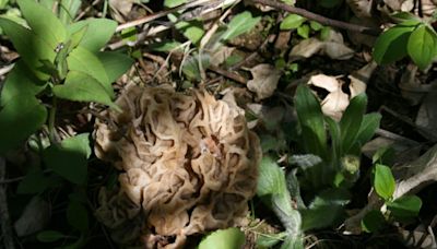 Morning 4: What to know before morel mushroom hunting in Michigan -- and other news