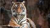 Equilibrium/Sustainability — Nepal tiger population nearly triples in size