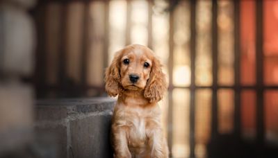 Cocker Spaniel Puppy Practicing His Tiny Howls Is Total Cuteness Overload