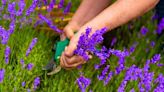 Best time to prune lavender to get a 'fuller, bushier, and healthier' plant