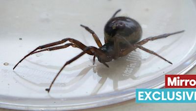 False widow hotspots mapped as weather sparks surge in terrifying spiders