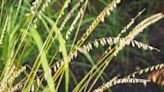 How to Plant and Grow Sideoats Grama Grass