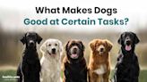 What Makes Dogs Good at Certain Tasks?