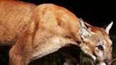 Trail camera victory shows a close up view of a wild Florida panther