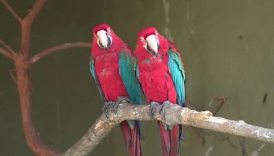 Amor eterno entre guacamayos: por qué estas aves mantienen una relación toda su vida