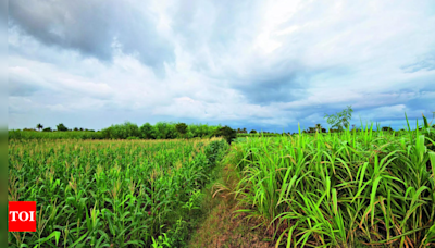 Despite monsoon deficit, Kharif acreage up 32% in June, driven by pulses & oilseeds | India News - Times of India