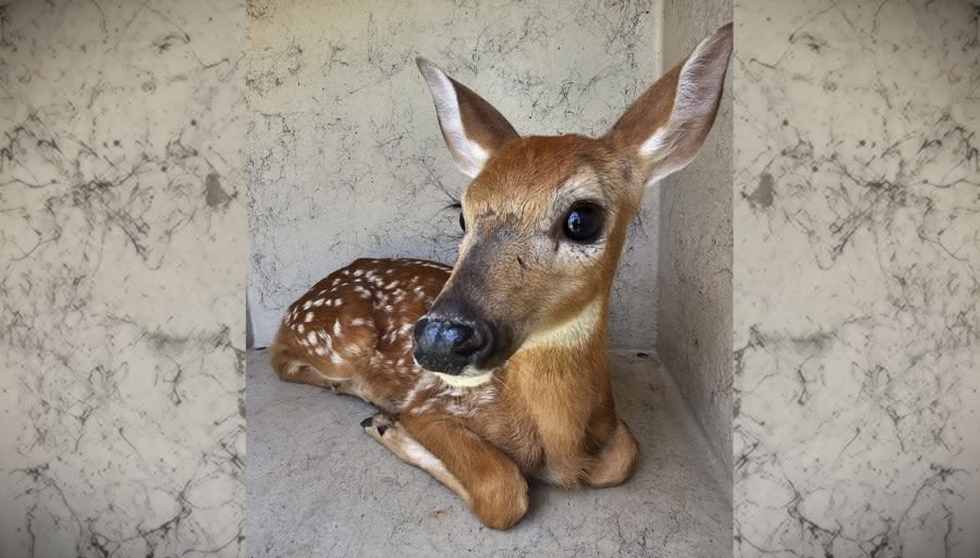 Stranded fawn rescued in Muscatine