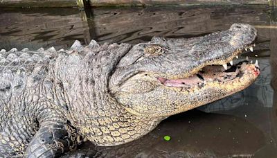 450-lb. Gator Living Outside Coca-Cola Factory Moved and Put on Diet