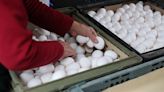 蛋荒效應墊高基期 4月CPI年增1.95%探9個月新低