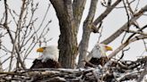 Record number of bald eagles found in Columbus Christmas Bird Count