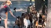 Goats Seen on the Loose at Cedar Point Amusement Park After Similar Incident with Camels