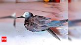 Rare Maldivian sea bird ‘Lesser Noddy’ spotted in Seawoods, dies | Navi Mumbai News - Times of India