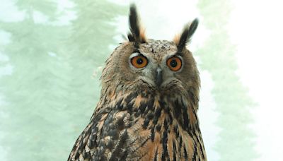 Remains of Flaco, famous NYC owl who escaped his enclosure, donated to science