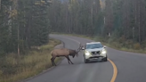 Grumpy elk rams Nissan at Canada national park, video shows. ‘Respect their power’