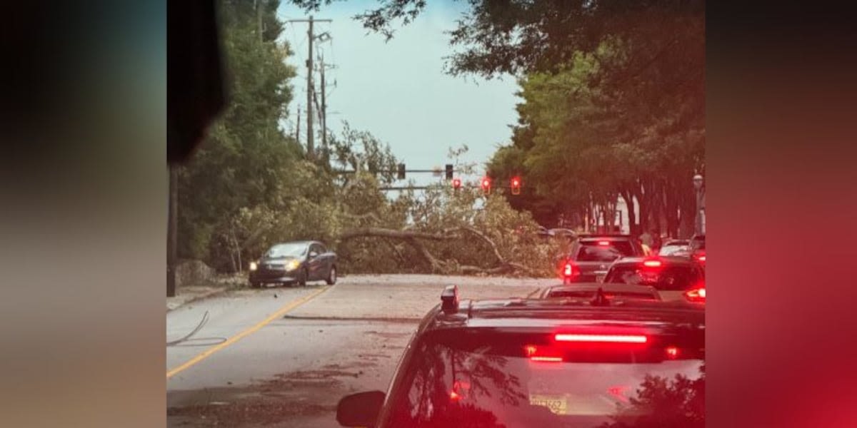 Fallen tree in Buckhead smashes car, driver okay