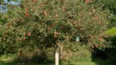 The 10 best bare root fruit trees to get into your backyard now for a bumper harvest next year
