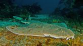 The Angel Shark, aka Sand Devil, Lurks on the Ocean Floor