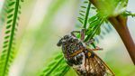 The Next Big Buzz: 14 Things You Didn't Know About Cicadas