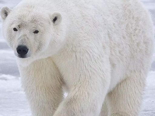 Polar bears: Iconic carnivorous mammals of the Arctic - characteristics, habitat, diet, and more | - Times of India