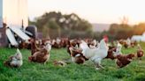 Researchers discover potential of chicken fat as clean energy storage alternative: 'Advancing the quest for more eco-friendly energy solutions'
