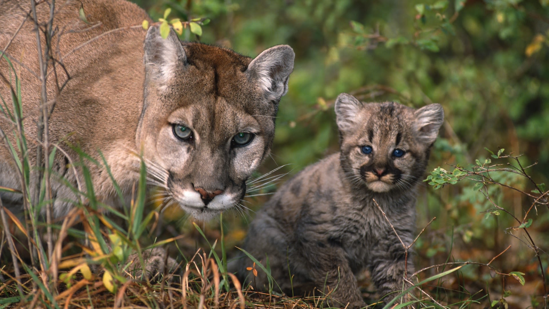 Video shows family of four mountain lions hiking along California trail