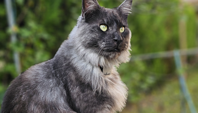 Smoke Maine Coon's Glowup From Kitten To Cat is Absolutely Epic