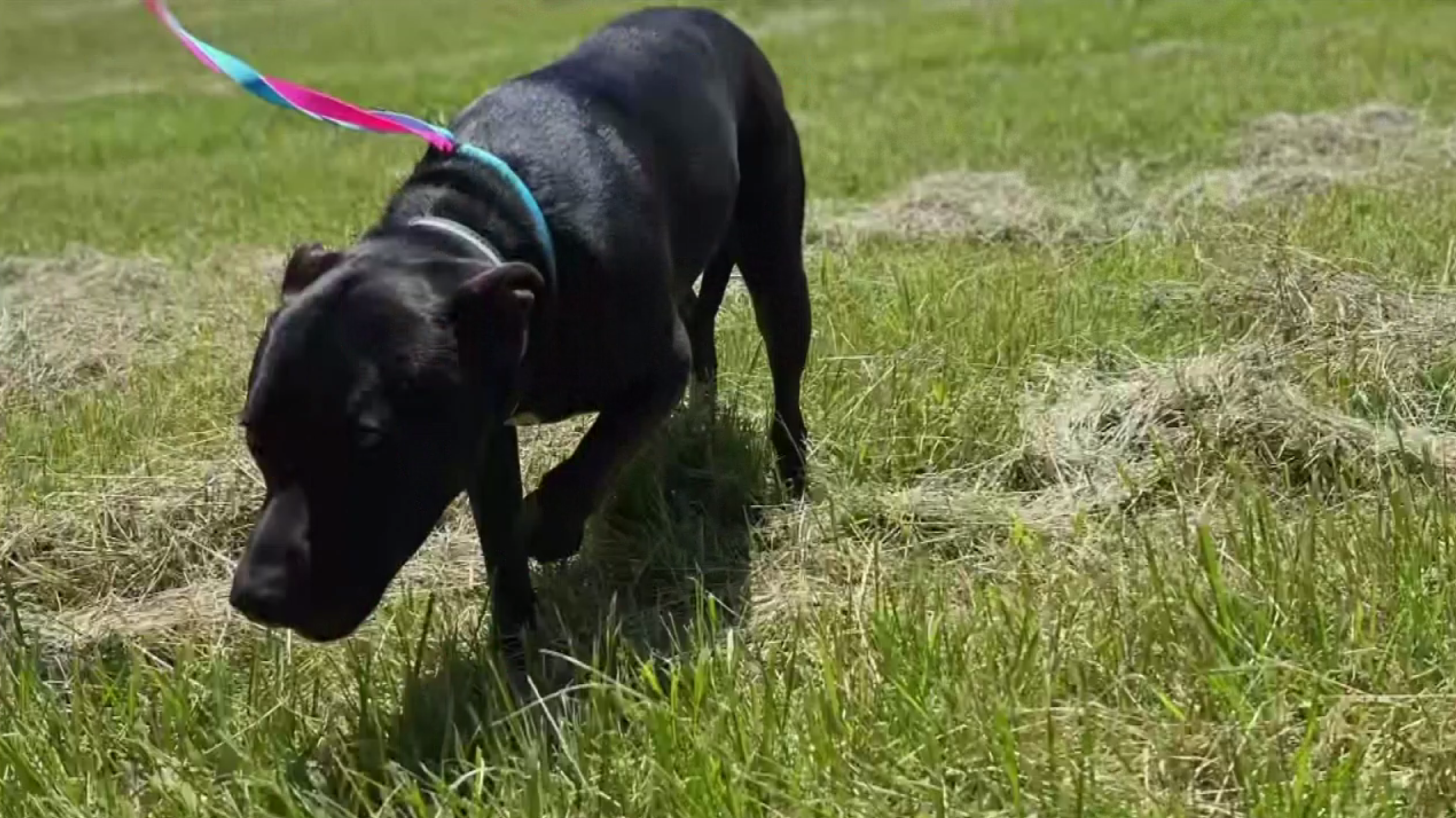 If your pet eats too many cicadas, when should you see the vet?