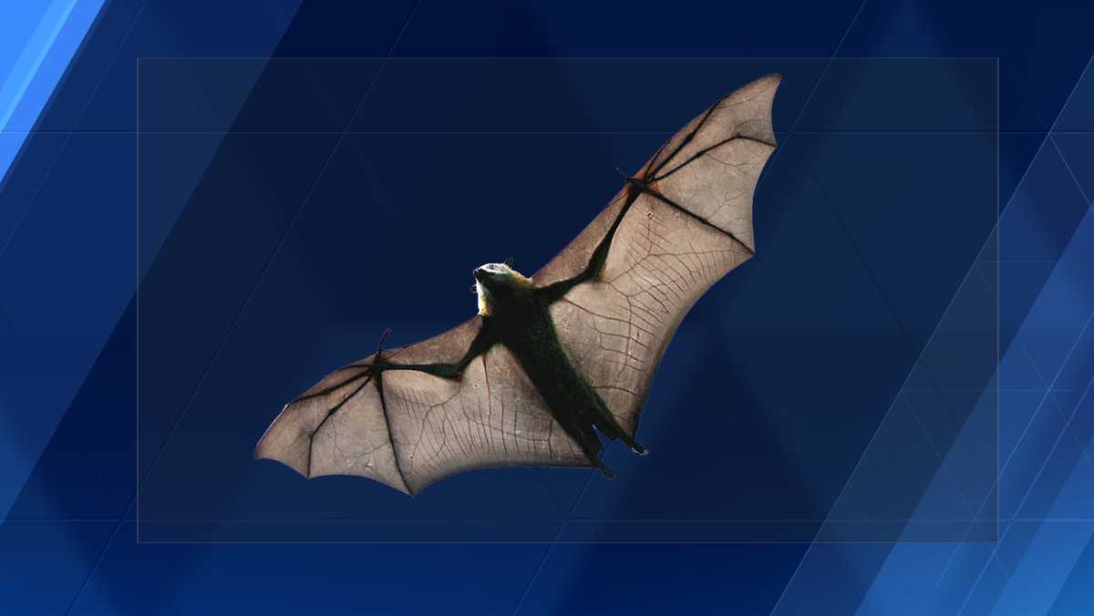 Road crews plan to check for bats under bridges in Tuscaloosa