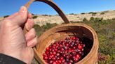Cranberries and more: What you can gather in the Cape Cod National Seashore